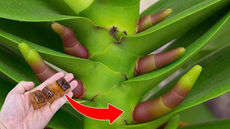 5 sposobów na kwitnące orchidee przez całe lato! Odkryj sekrety pielęgnacji.