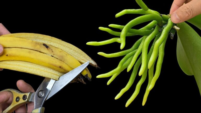 Jak rozmnożyć storczyki w 5 prostych krokach z wykorzystaniem banana