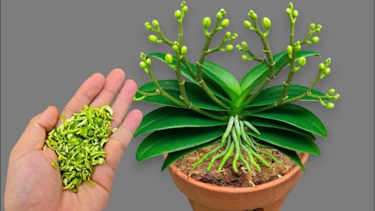 Sekret 1 łyżki tygodniowo: Twoja orchidea zakwitnie przez cały rok!