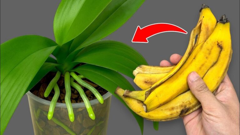 5 sekretów, które sprawią, że Twoje orchidee zakwitną jak nigdy dotąd!