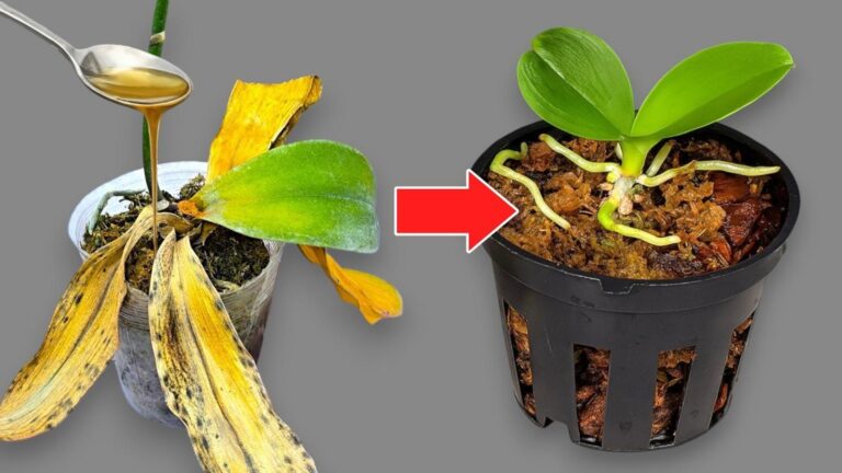 3 sposoby na ożywienie więdnącej orchidei i przywrócenie jej piękna!
