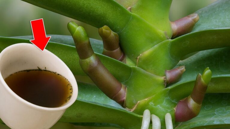 5 sposobów na zdrowe orchidee, które będą kwitnąć przez cały rok!