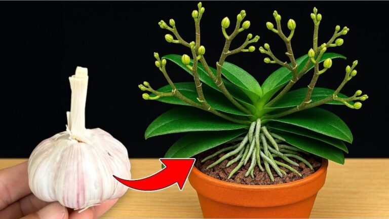 1 sekret, jak czosnek sprawi, że twoje orchidee będą kwitły przez cały rok!