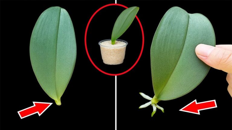 Jak wyhodować 1000 korzeni orchidei dzięki czosnkowi? Odkryj ten prosty sposób!