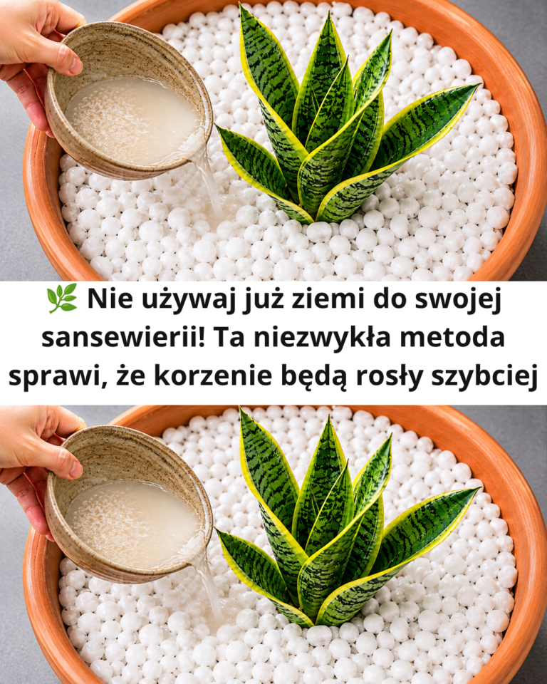🌿 Nie używaj już ziemi do swojej sansewierii! Ta niezwykła metoda sprawi, że korzenie będą rosły szybciej