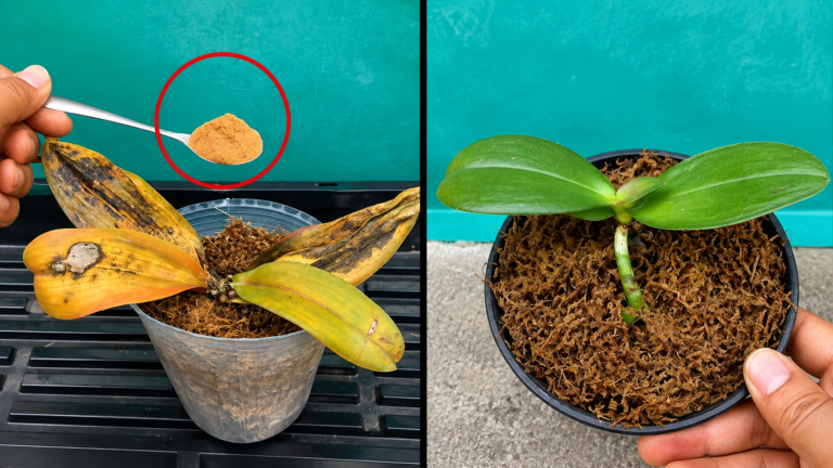 Cudowny sposób na uratowanie gnijącej orchidei – krok po kroku