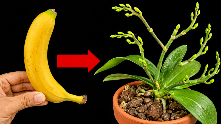 Cudowny nawóz z banana – prosty sposób na bujnie kwitnące storczyki
